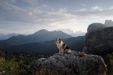 gün batımında dağda köpek. Evcil hayvanla seyahat etmek. Doğada Avustralya çoban