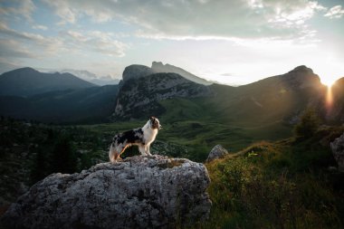 gün batımında dağda köpek. Evcil hayvanla seyahat etmek. Doğada Avustralya çoban