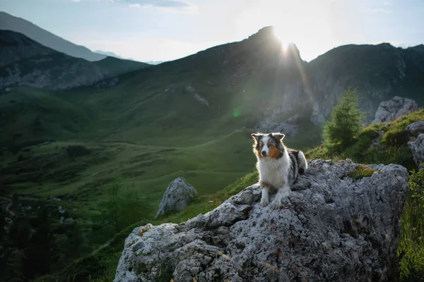 Cane sulla montagna al tramonto. Viaggiare con un animale domestico. Pastore australiano in natura — Foto Stock