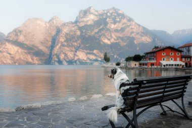 Dağlardaki gölde Avustralyalı çoban. Evcil hayvanla tatil. İtalya'ya bir köpek ile seyahat