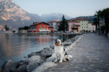 Dağlardaki gölde Avustralyalı çoban. Evcil hayvanla tatil. İtalya'ya bir köpek ile seyahat