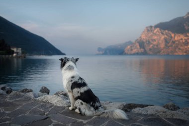 Dağlardaki gölde Avustralyalı çoban. Evcil hayvanla tatil. İtalya'ya bir köpek ile seyahat