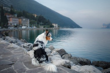 Dağlardaki gölde Avustralyalı çoban. Evcil hayvanla tatil. İtalya'ya bir köpek ile seyahat