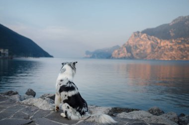 Dağlardaki gölde Avustralyalı çoban. Evcil hayvanla tatil. İtalya'ya bir köpek ile seyahat