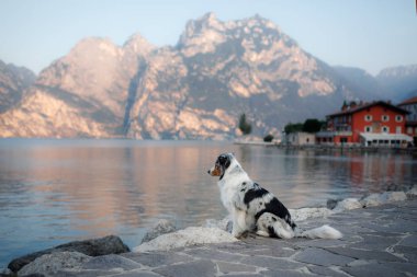 Dağlardaki gölde Avustralyalı çoban. Evcil hayvanla tatil. İtalya'ya bir köpek ile seyahat