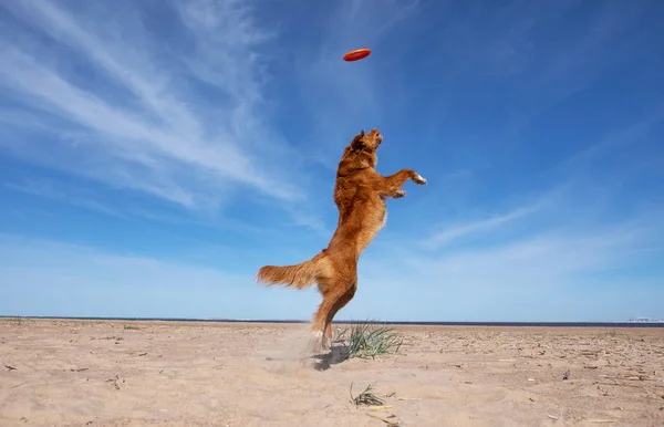 Σκυλί στην παραλία να παίζει, να πηδάει για ένα παιχνίδι. Η πάπια της Νέας Σκωτίας, ο Τόλερ για τις γιορτές. Ταξιδεύοντας με κατοικίδιο ζώο — Φωτογραφία Αρχείου