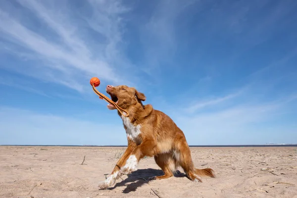 Chien sur la plage jouant, sautant pour un jouet. Nouvelle-Écosse canard péage Retriever, Toller pour les vacances. Voyager avec un animal de compagnie — Photo