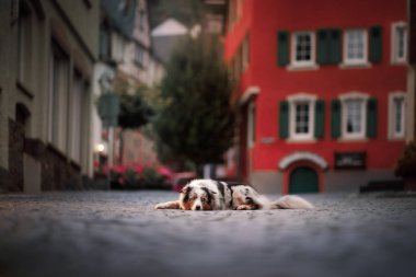 fenerler ışığında akşam köpek. Avustralyalı çoban köpeği şehirde. Şehir merkezinde evcil hayvan