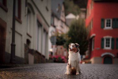 fenerler ışığında akşam köpek. Avustralyalı çoban köpeği şehirde. Şehir merkezinde evcil hayvan