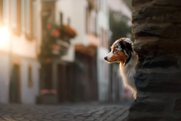 Perro en la noche a la luz de las linternas. Pastor australiano en la ciudad. Mascotas en el centro —  Fotos de Stock