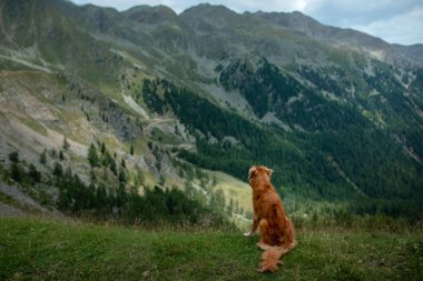 bir yolculuğa dağlarda köpek. Nova Scotia ördek güzel sahne arka planda doğada Retriever tolling.