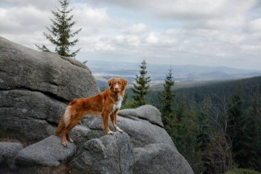 bir yolculuğa dağlarda köpek. Nova Scotia ördek güzel sahne arka planda doğada Retriever tolling.