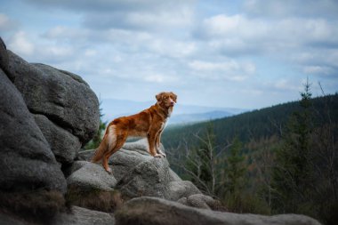 bir yolculuğa dağlarda köpek. Nova Scotia ördek güzel sahne arka planda doğada Retriever tolling.