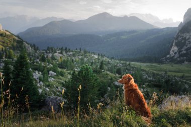 bir yolculuğa dağlarda köpek. Nova Scotia ördek güzel sahne arka planda doğada Retriever tolling.
