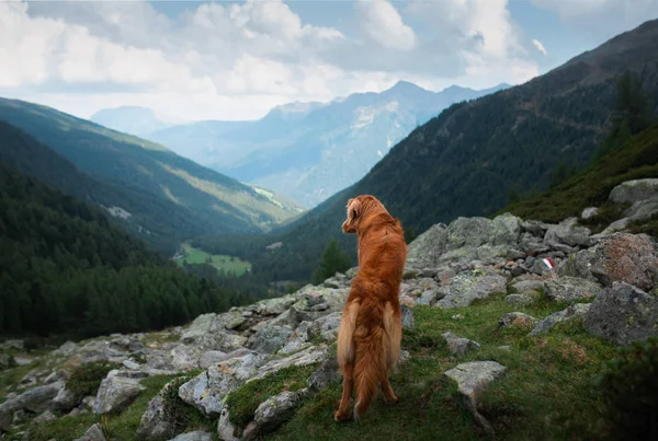 Собака в горах в путешествии. Новая Шотландия утиные сборы ретривер в природе на фоне красивых пейзажей . — стоковое фото