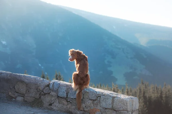 Dog in the mountains on a journey. Nova Scotia duck tolling Retriever in nature on the background of beautiful scenery. — Stock Photo, Image
