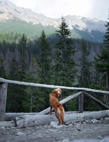 Cane in montagna in un viaggio. Nova Scotia anatra pedaggio Retriever in natura sullo sfondo di uno splendido scenario . — Foto Stock