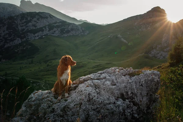 Hund in den Bergen auf einer Reise. Nova Scotia Entenmaul-Retriever in der Natur vor dem Hintergrund der schönen Landschaft. — Stockfoto