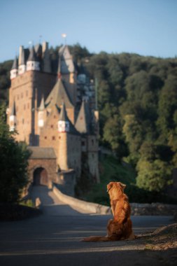 dog at the castle. Nova Scotia duck tolling Retriever in nature on the background of beautiful scenery. Travelling with a pet clipart