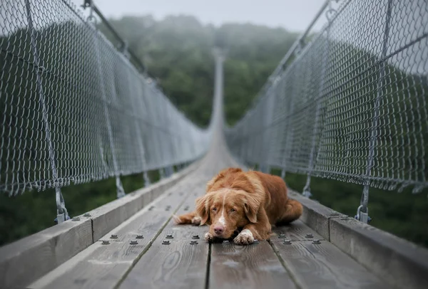 O cão na ponte. Nova Escócia pato pedágio Retriever Nas belas e místicas paisagens. Viajar com um animal de estimação — Fotografia de Stock