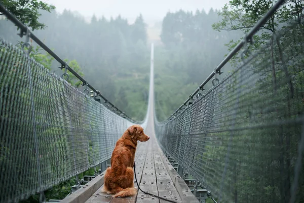 A kutyát a hídon. Nova Scotia kacsa autópályadtozás retriever a gyönyörű és misztikus tájak. Kiskutyával utazik — Stock Fotó