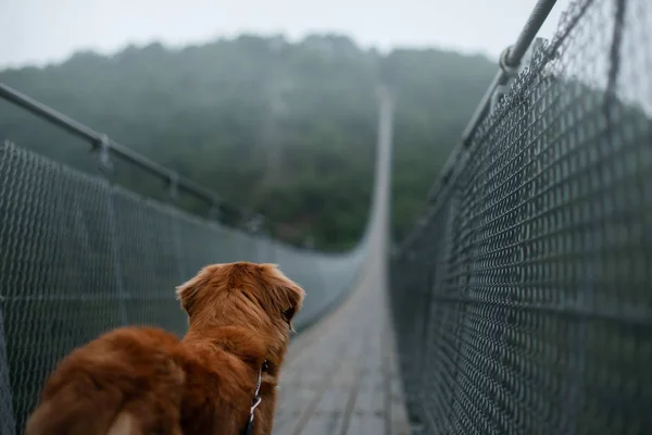 The dog at the bridge. Nova Scotia duck tolling Retriever In the beautiful and mystical landscapes. Travelling with a pet — Stock Photo, Image