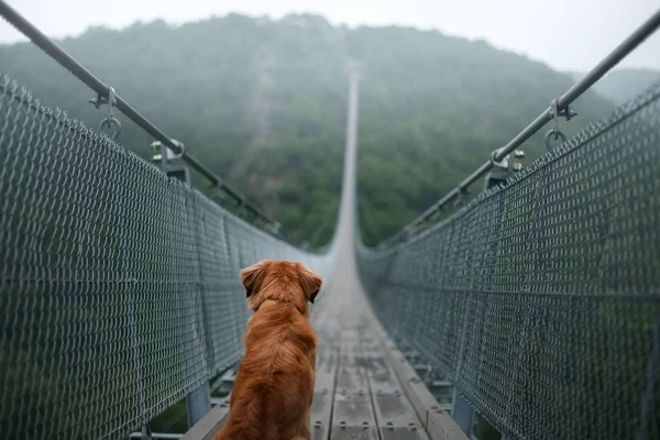桥上的狗。新斯科舍省鸭子收费猎犬在美丽和神秘的风景。携带宠物旅行 — 图库照片