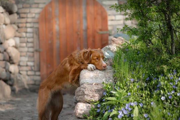狗旅行者。新斯科舍省鸭子收费猎犬在城堡废墟. — 图库照片