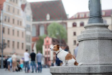 köpek Jack Russell Terrier eski şehirde. evcil hayvanınızla yürümek