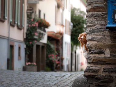 eski şehirde köpek, seyahat. Nova Scotia Duck Tolling Retriever şehir dışarı bakıyor