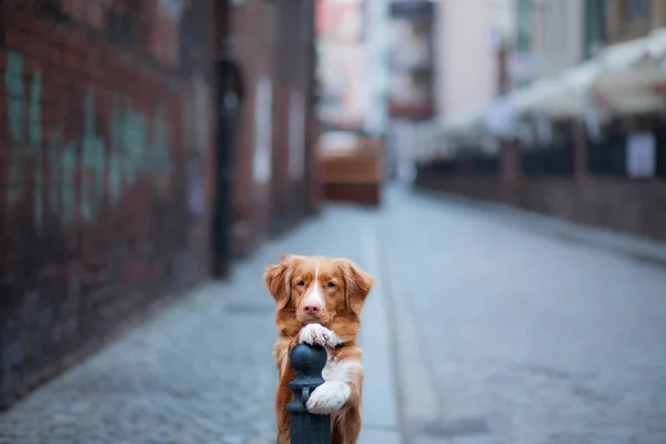 Dog in the old city, travel. Nova Scotia Duck Tolling Retriever looking out city — Stock Photo, Image