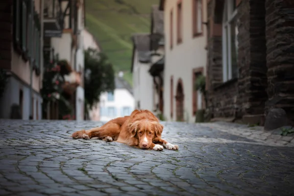 Собака в старом городе, путешествовать. Новая Шотландия Дак Толлинг ретривер с видом на город — стоковое фото