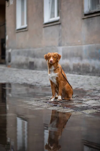 Dog in the old city, travel. Nova Scotia Duck Tolling Retriever looking out city — Stock Photo, Image