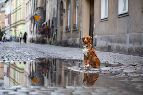 Собака в старом городе, путешествовать. Новая Шотландия Дак Толлинг ретривер с видом на город — стоковое фото