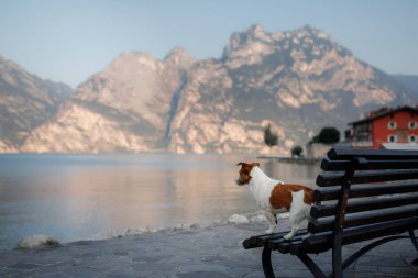 Jack Russell Terrier dağlardaki gölde. Holliday evcil hayvanınla. İtalya'ya bir köpek ile seyahat