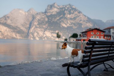 Jack Russell Terrier dağlardaki gölde. Holliday evcil hayvanınla. İtalya'ya bir köpek ile seyahat