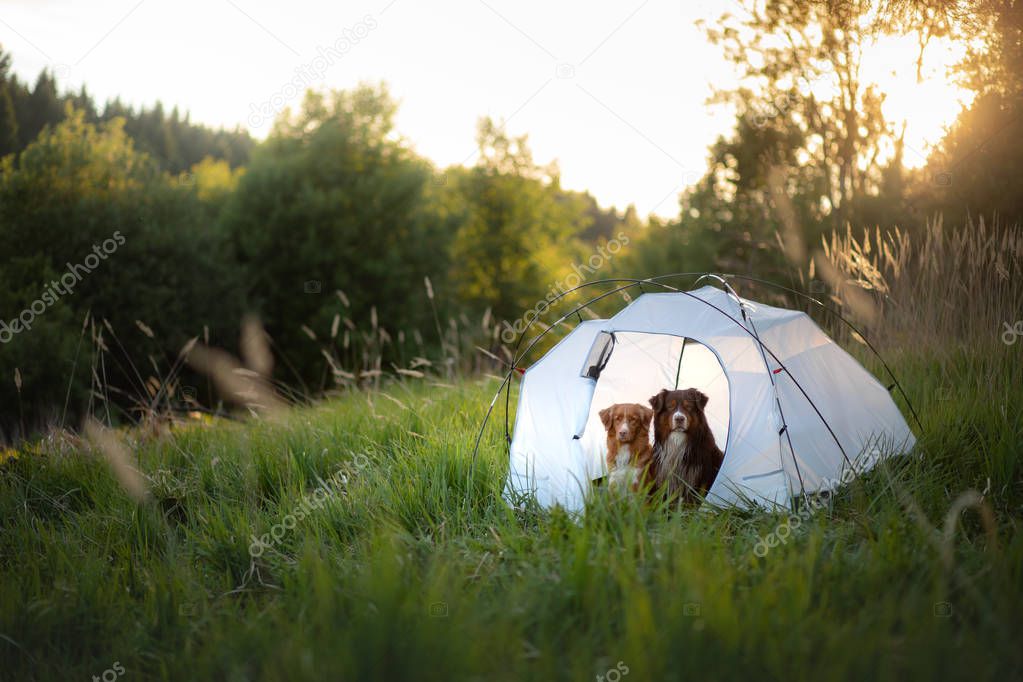 two dogs a tent. Camping in the nature. Nova Scotia Duck Tolling Retriever and Australian Shepherd