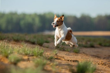 küçük jack russell terrier su tarafından çalışır. Gölde köpek