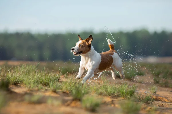 Маленький Джек Рассел терьер бегает по воде. Собака на озере — стоковое фото