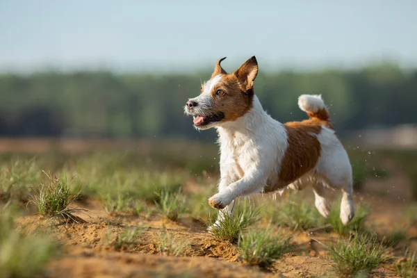 Little Jack Russell Terrier körs vid vattnet. Hund på sjön — Stockfoto