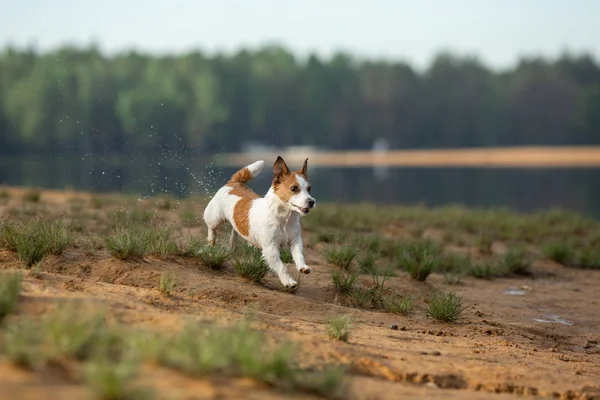 Little Jack Russell Terrier körs vid vattnet. Hund på sjön — Stockfoto