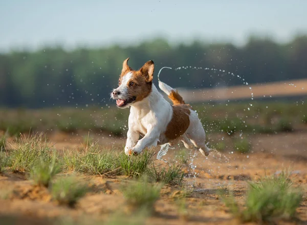 Little jack russell terrier runs by the water. Dog on the lake — Stock Photo, Image