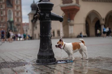 Köpek bir şehir çeşmesi ile oynar. Eski şehirde evcil hayvan. Neşeli ve mutlu Jack Russell Terrier