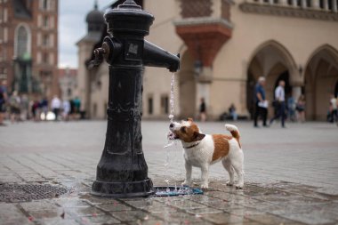 Köpek bir şehir çeşmesi ile oynar. Eski şehirde evcil hayvan. Neşeli ve mutlu Jack Russell Terrier