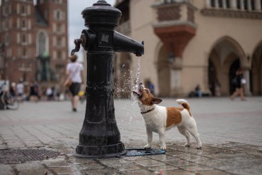 Köpek bir şehir çeşmesi ile oynar. Eski şehirde evcil hayvan. Neşeli ve mutlu Jack Russell Terrier