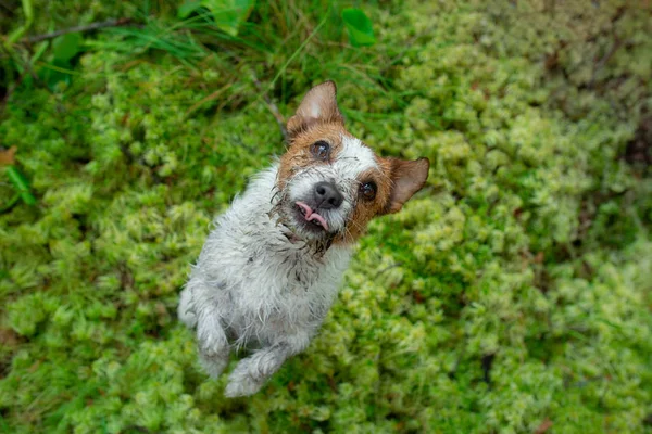 Cão mau sujo na relva. Não o obediente Jack Russell Terrier. Feliz animal de estimação — Fotografia de Stock