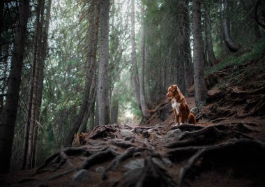 doğada ormanda köpek. Evcil hayvanla seyahat etmek. Nova Scotia Ördek Ücretli Retriever