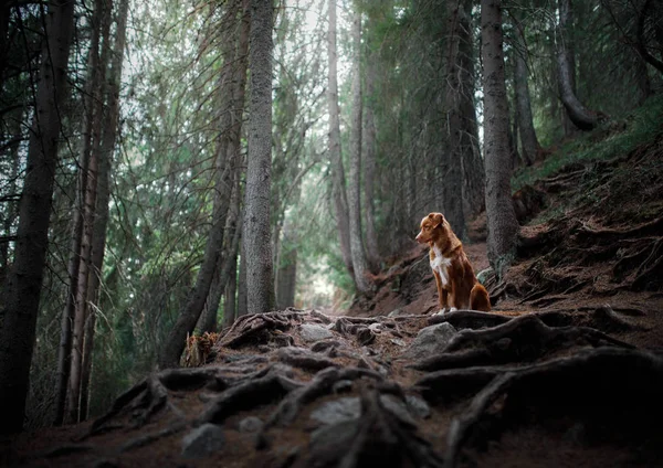 Doğada ormanda köpek. Evcil hayvanla seyahat etmek. Nova Scotia Ördek Ücretli Retriever — Stok fotoğraf