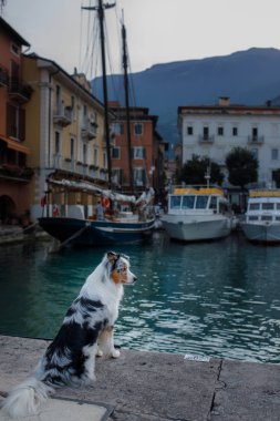 Köpek iskelede oturuyor. İtalya'daki set, Garda Gölü. Mermer Avustralya Çoban Köpeği. Seyahat