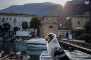 Köpek iskelede oturuyor. İtalya'daki set, Garda Gölü. Mermer Avustralya Çoban Köpeği. Seyahat